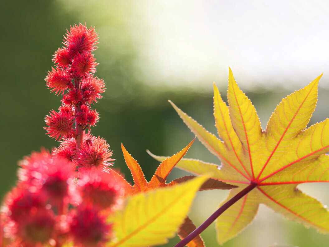 Castor bean plant