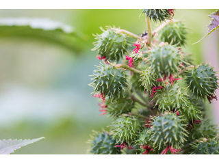Castor bean plant