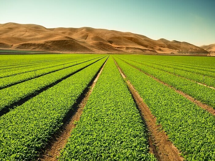 Cultivated field with DMDS from Arkema