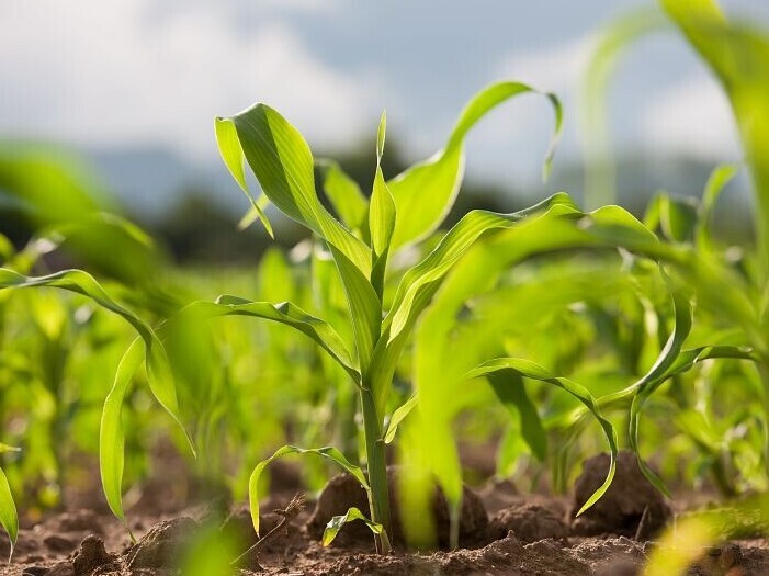 Plant that grows on soil treated with DMDS