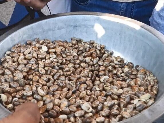 Castor beans used to produce Rilsan fine powder by Arkema