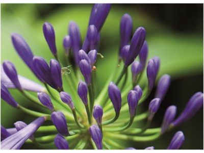 purple-thistle-resize400x300.png